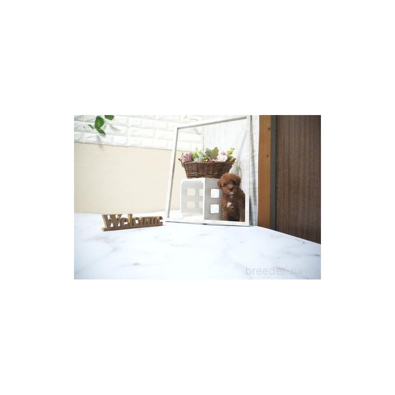 販売中の滋賀県のタイニープードル-431888の5枚目