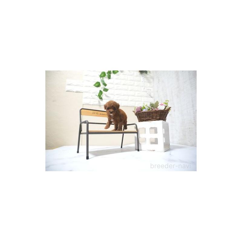 販売中の滋賀県のタイニープードル-431888の2枚目