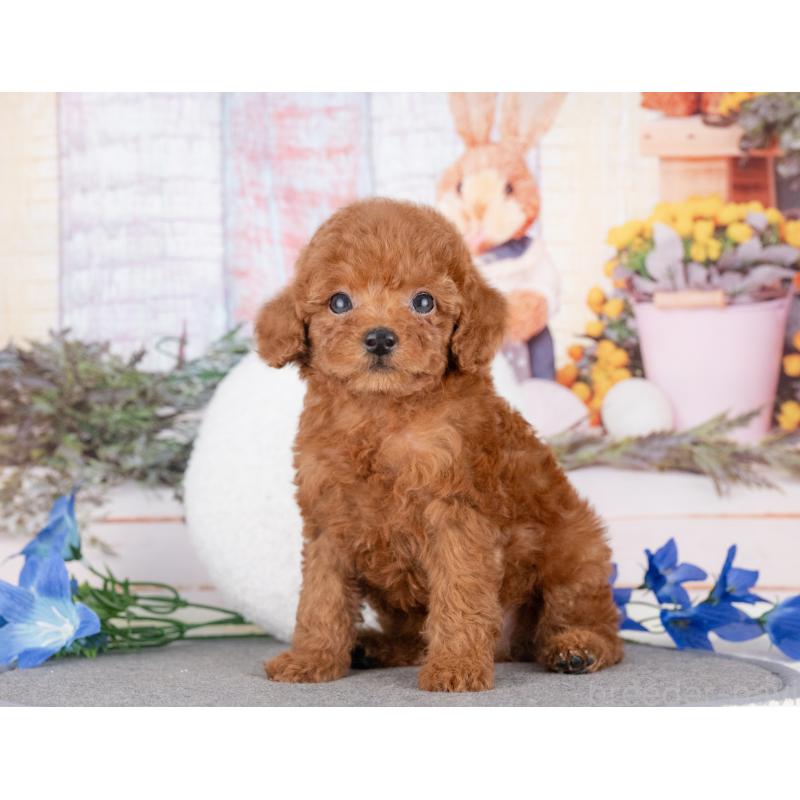 販売中の愛知県のトイプードル-431891の5枚目