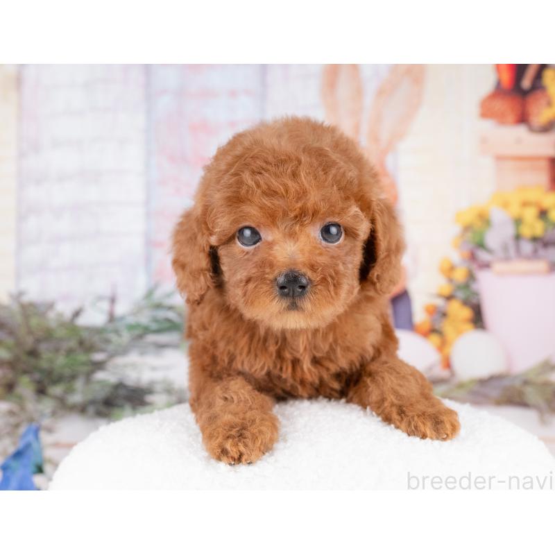 販売中の愛知県のトイプードル-431891の4枚目