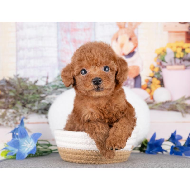 販売中の愛知県のトイプードル-431891の3枚目