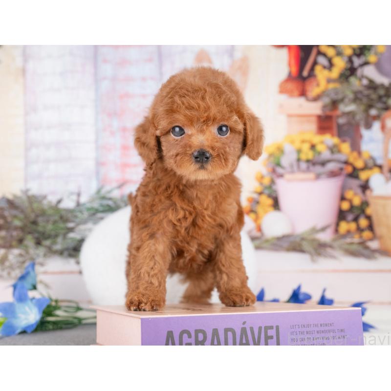 販売中の愛知県のトイプードル-431891の2枚目