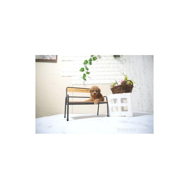 販売中の滋賀県のタイニープードル-431889の4枚目