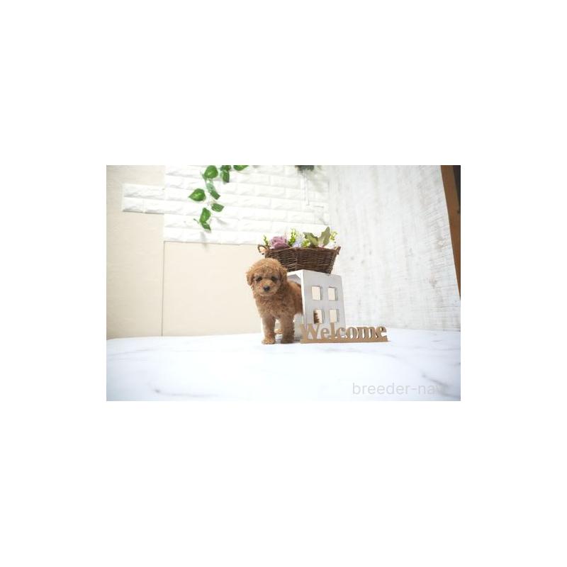 販売中の滋賀県のタイニープードル-431889の3枚目