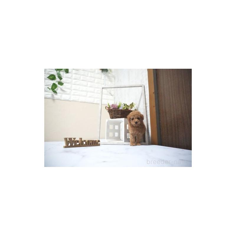 販売中の滋賀県のタイニープードル-431889の2枚目