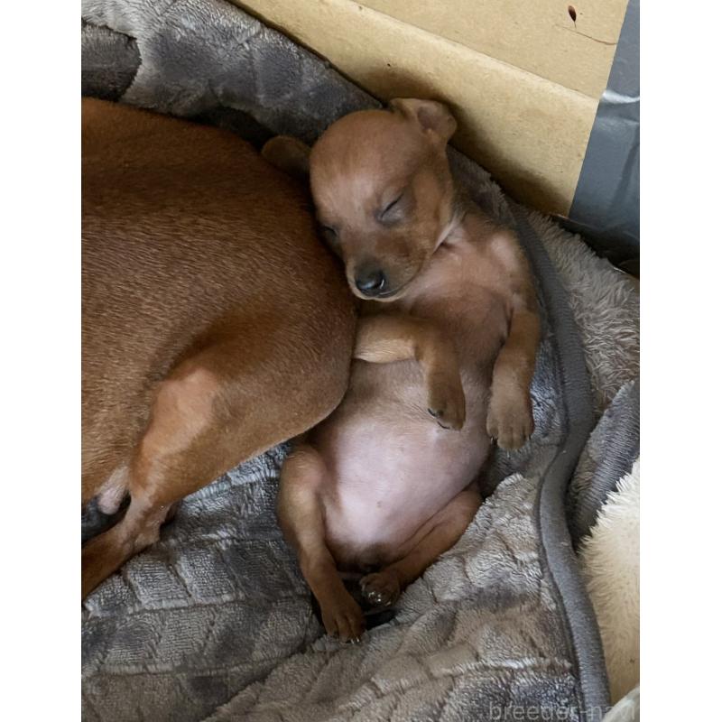 販売中の北海道のミニチュアピンシャー(ミニピン)-430654の4枚目