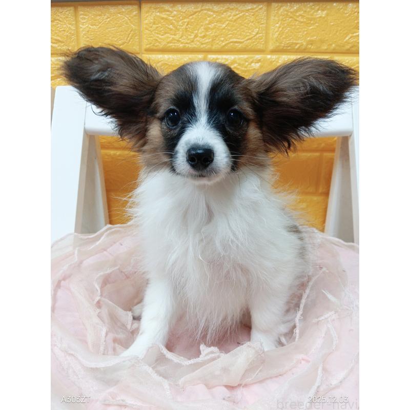 販売中の千葉県のパピヨン-411517の17枚目