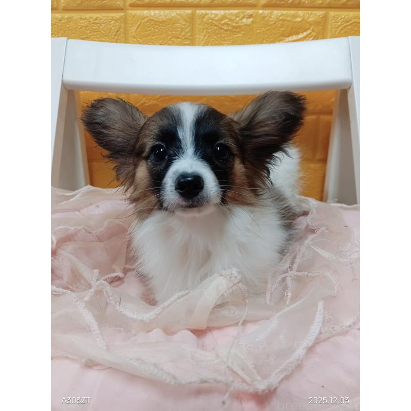 販売中の千葉県のパピヨン-411517の16枚目