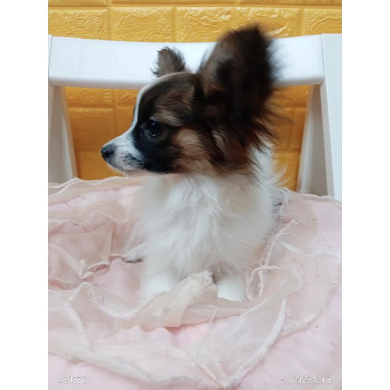 販売中の千葉県のパピヨン-411517の15枚目