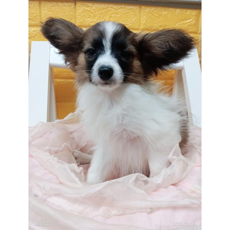 販売中の千葉県のパピヨン-411517の14枚目