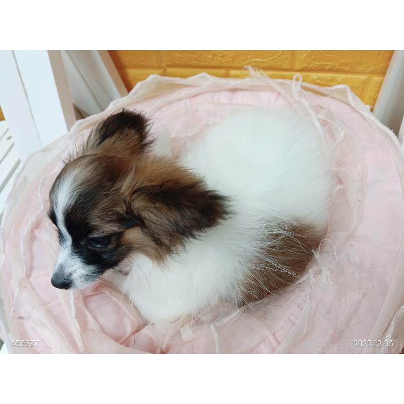 販売中の千葉県のパピヨン-411517の13枚目