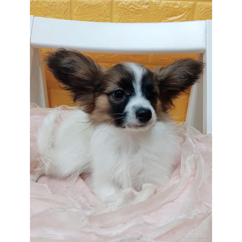 販売中の千葉県のパピヨン-411517の12枚目