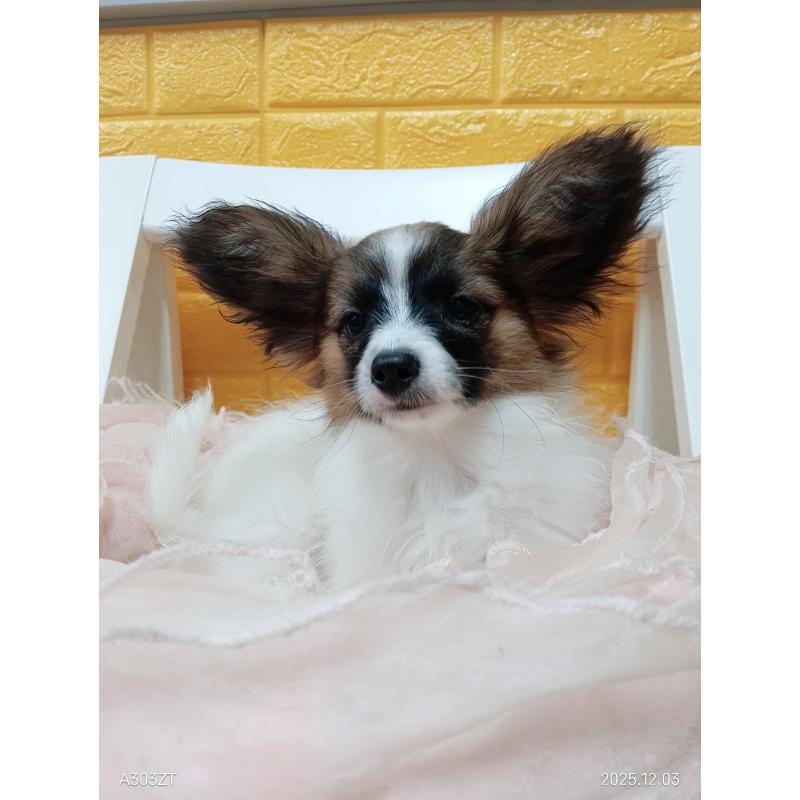 販売中の千葉県のパピヨン-411517の11枚目