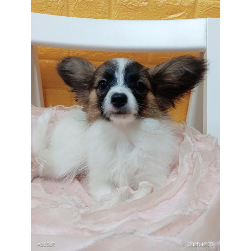 販売中の千葉県のパピヨン-411517の10枚目