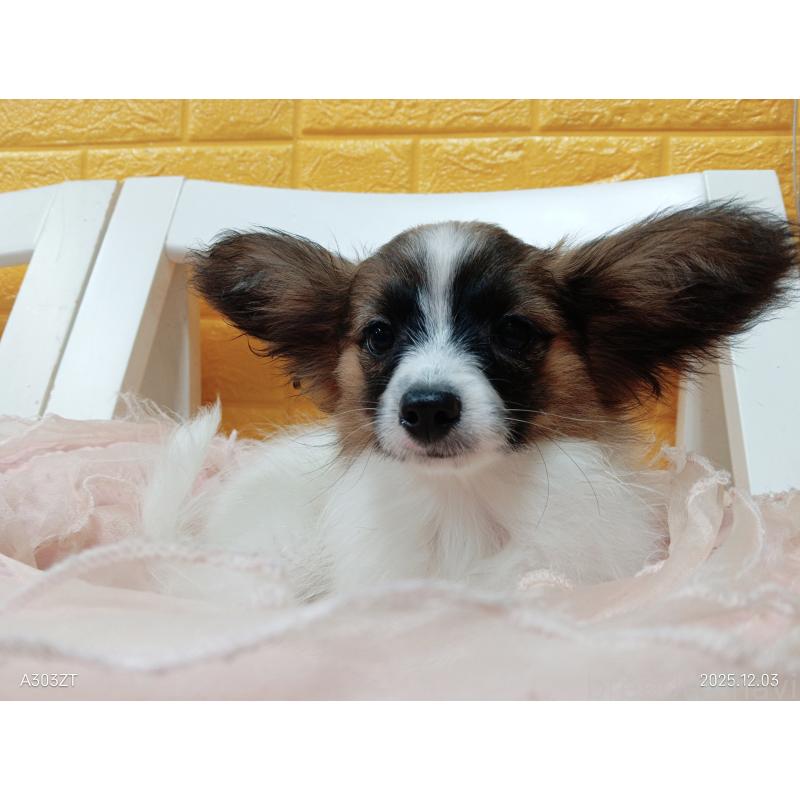 販売中の千葉県のパピヨン-411517の9枚目