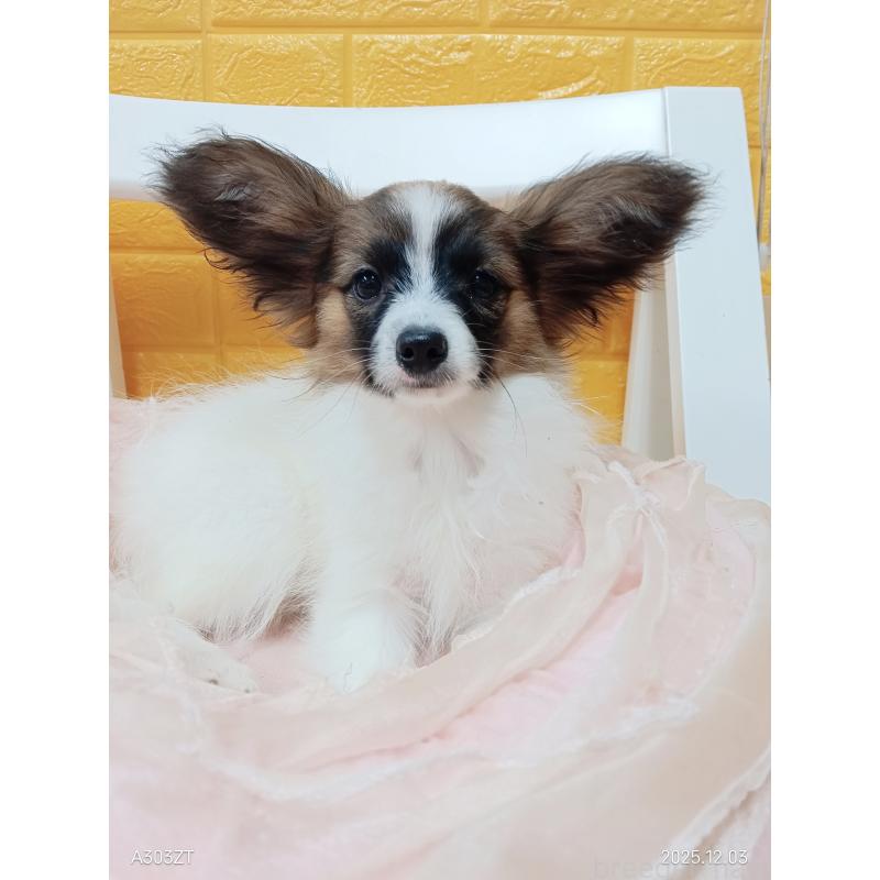 販売中の千葉県のパピヨン-411517の8枚目