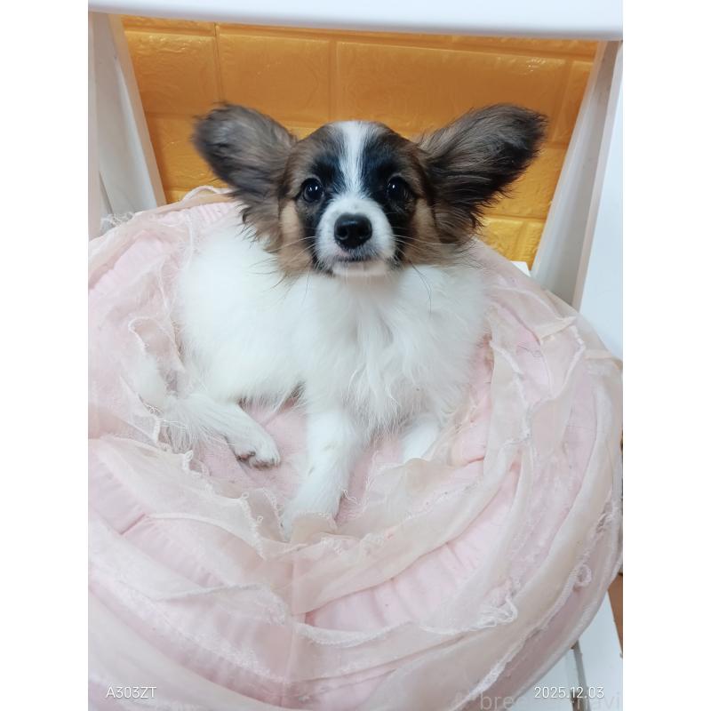 販売中の千葉県のパピヨン-411517の7枚目