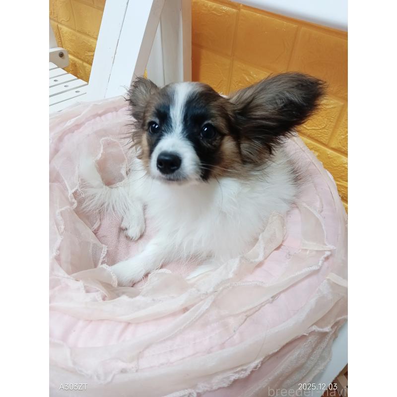 販売中の千葉県のパピヨン-411517の6枚目