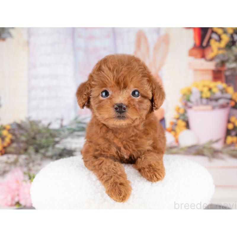 販売中の愛知県のトイプードル-431892の5枚目