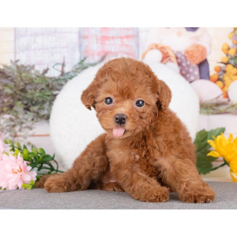 販売中の愛知県のトイプードル-431892の4枚目