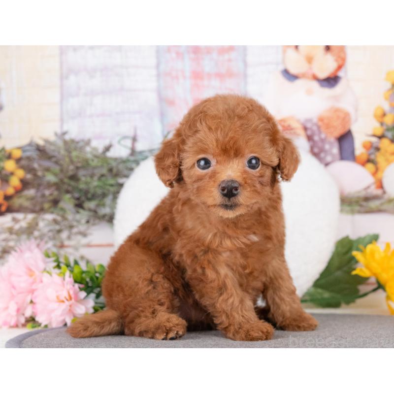 販売中の愛知県のトイプードル-431892の3枚目