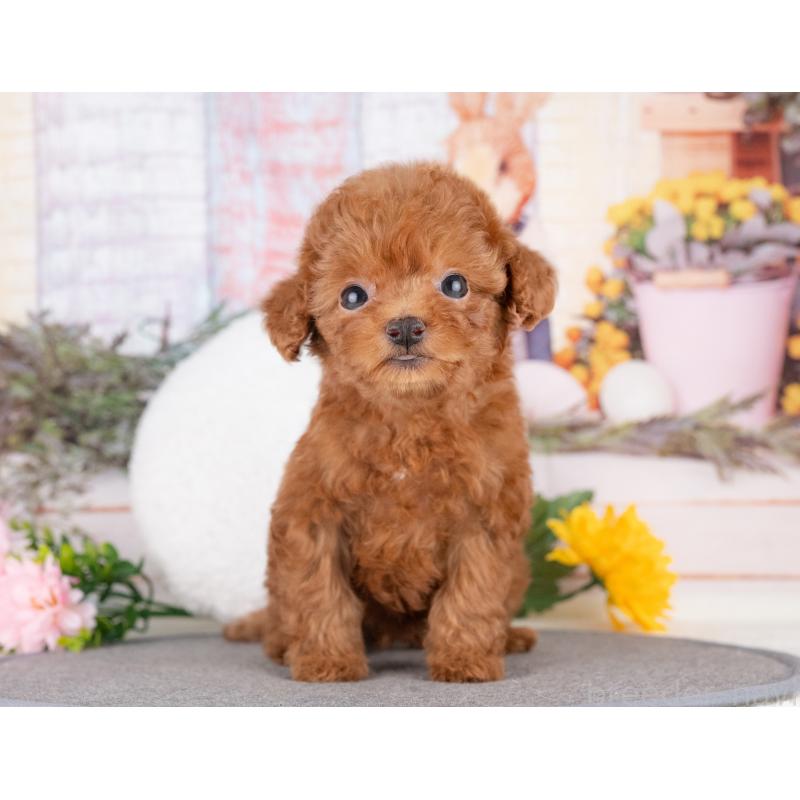 販売中の愛知県のトイプードル-431892の2枚目