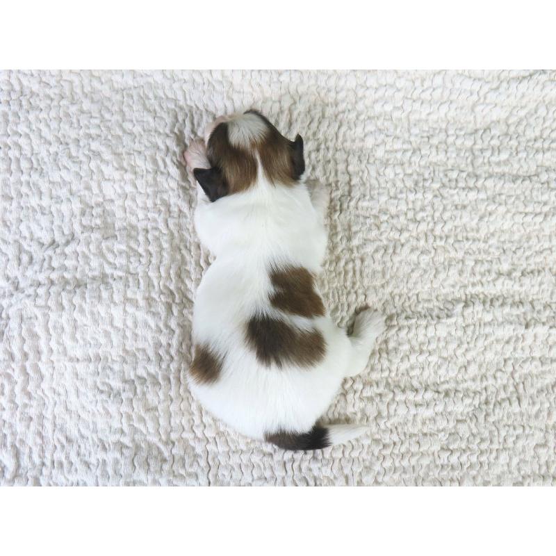 販売中の千葉県のパピヨン-431893の5枚目