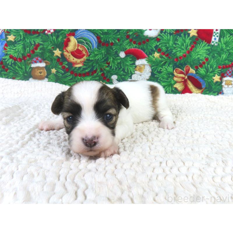 販売中の千葉県のパピヨン-431893の4枚目