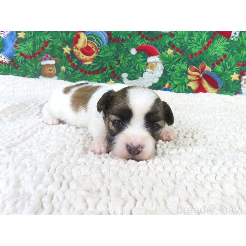 販売中の千葉県のパピヨン-431893の3枚目