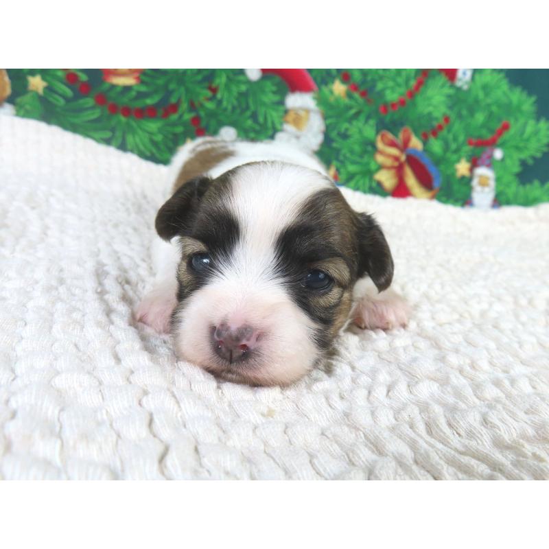 販売中の千葉県のパピヨン-431893の2枚目