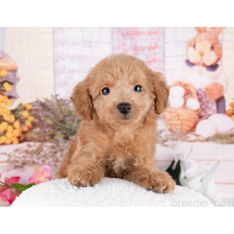 販売中の愛知県のトイプードル-431919の5枚目