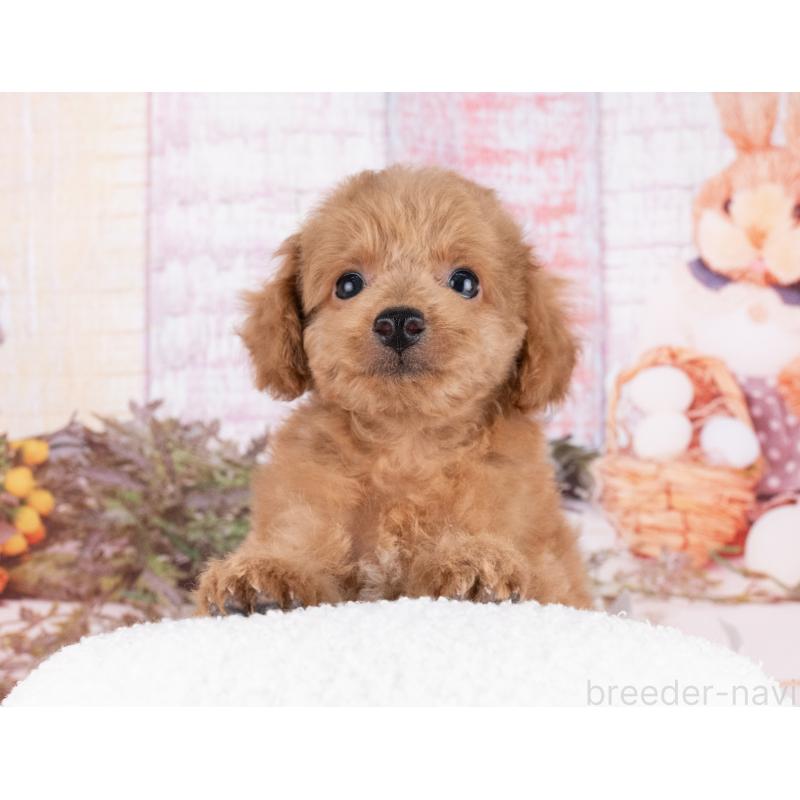 販売中の愛知県のトイプードル-431919の4枚目