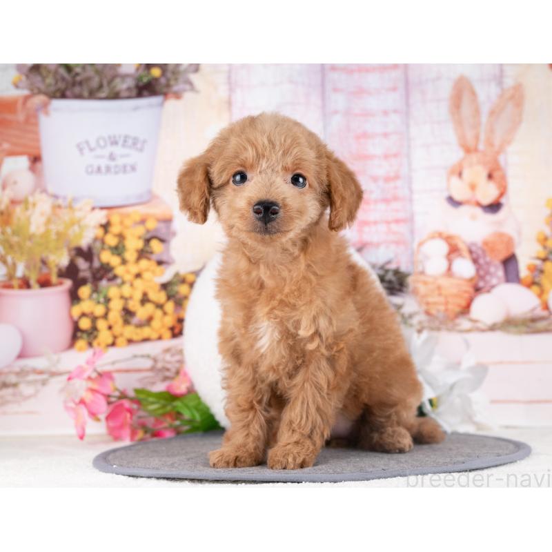 販売中の愛知県のトイプードル-431919の3枚目