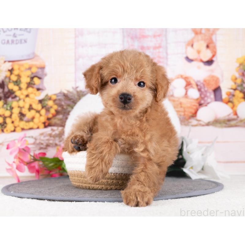 販売中の愛知県のトイプードル-431919の2枚目