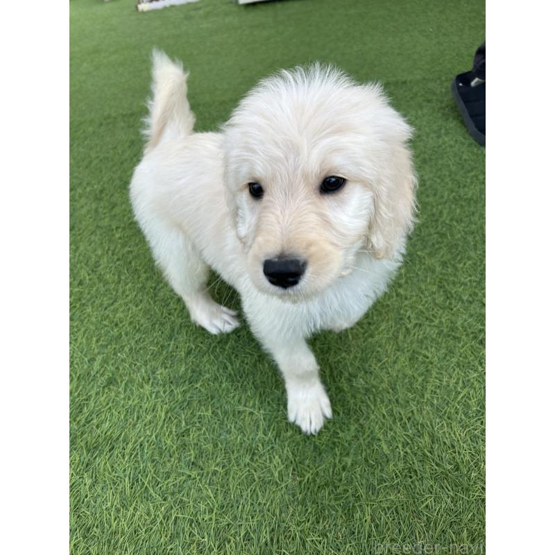 販売中の岡山県のゴールデンドゥードル:ゴールデンレトリーバー×プードル-431895の4枚目