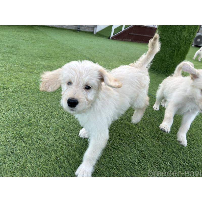 販売中の岡山県のゴールデンドゥードル:ゴールデンレトリーバー×プードル-431895の3枚目