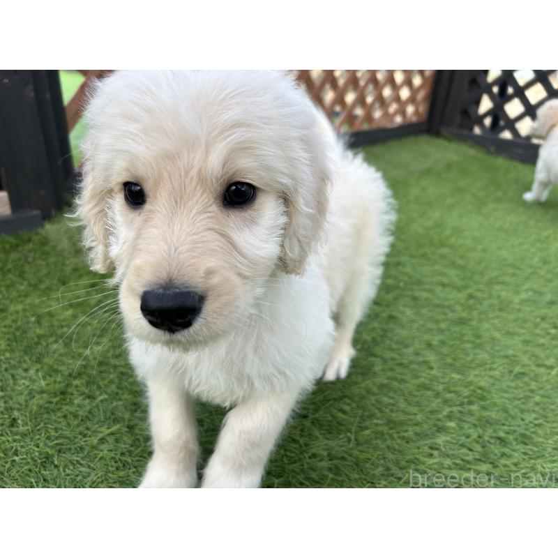 販売中の岡山県のゴールデンドゥードル:ゴールデンレトリーバー×プードル-431895の2枚目