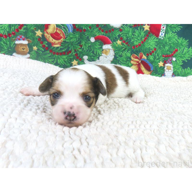 販売中の千葉県のパピヨン-431894の3枚目