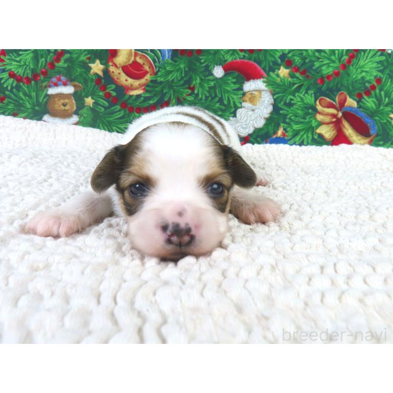 販売中の千葉県のパピヨン-431894の2枚目