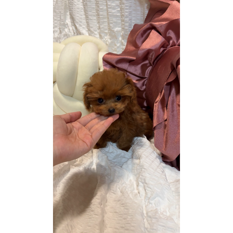 成約済の大阪府のティーカッププードル-411064の2枚目