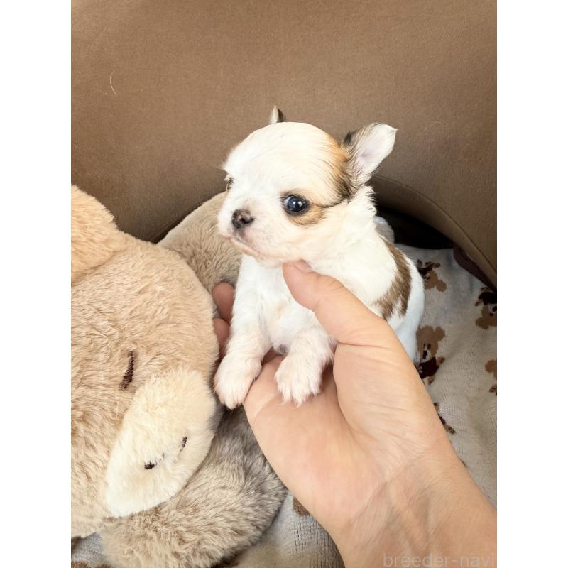 販売中の福岡県のチワワ(ロングコート)-431897の6枚目