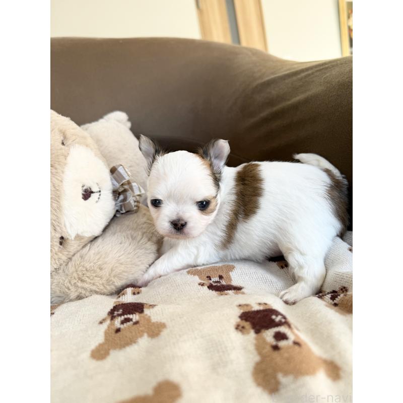 販売中の福岡県のチワワ(ロングコート)-431897の5枚目