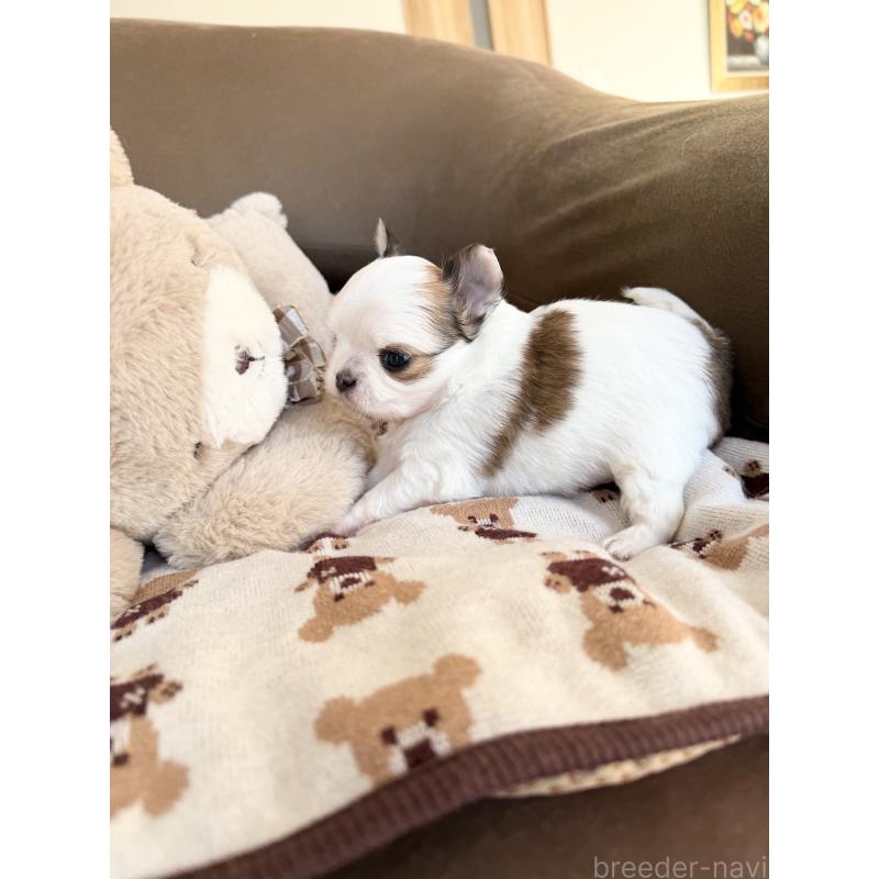 販売中の福岡県のチワワ(ロングコート)-431897の4枚目