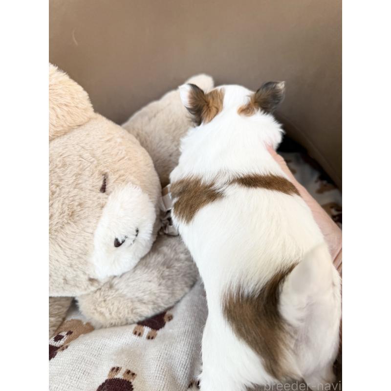 販売中の福岡県のチワワ(ロングコート)-431897の3枚目