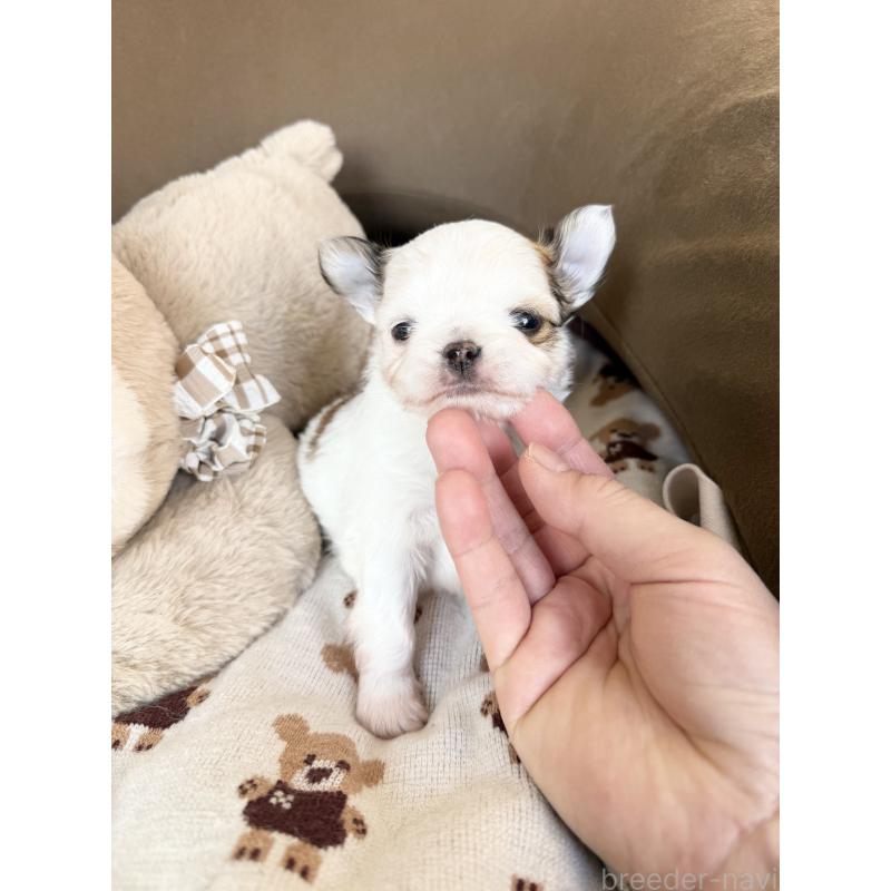 販売中の福岡県のチワワ(ロングコート)-431897の2枚目