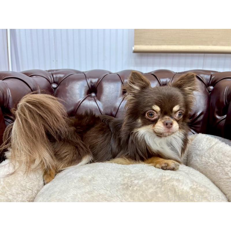 販売中の香川県のチワワ(ロングコート)-431896の19枚目