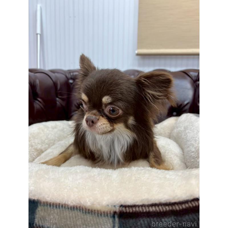 販売中の香川県のチワワ(ロングコート)-431896の16枚目