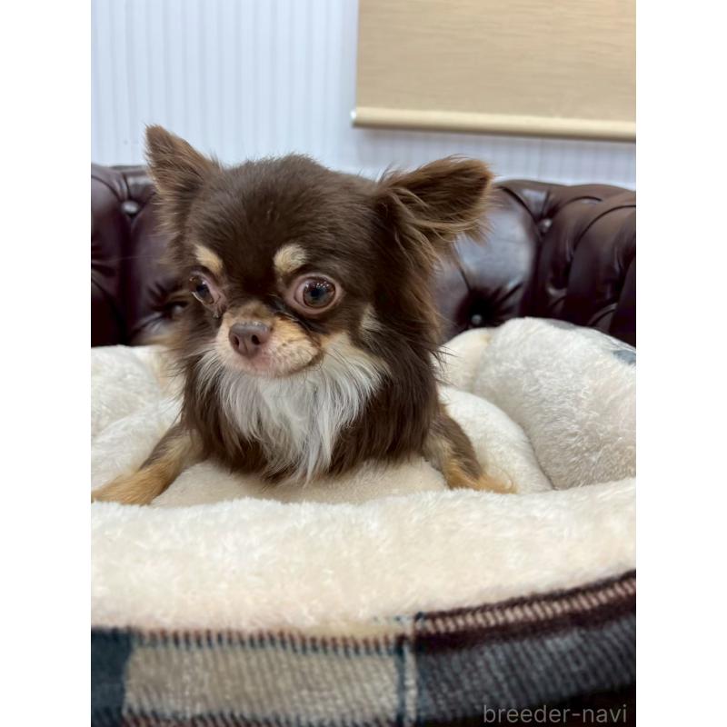 販売中の香川県のチワワ(ロングコート)-431896の15枚目