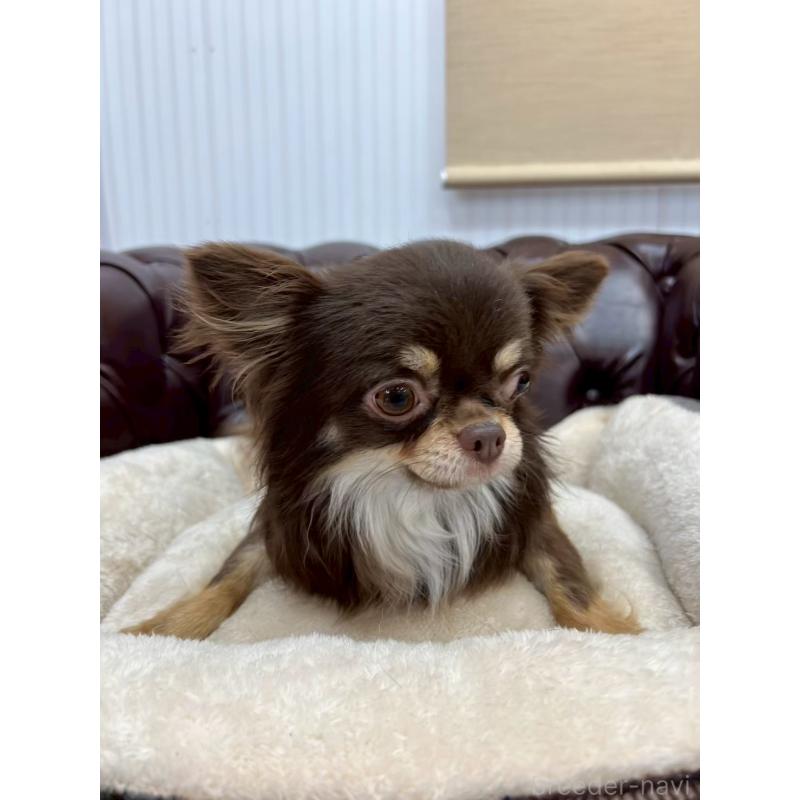 販売中の香川県のチワワ(ロングコート)-431896の14枚目