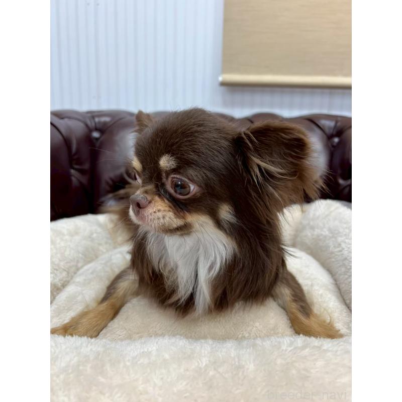 販売中の香川県のチワワ(ロングコート)-431896の13枚目